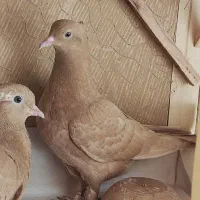 کبوتر