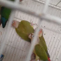 سلام تعدادی گرنجیک دارم