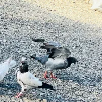 کفتر معاوضه با زاغ