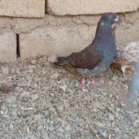 کبوتر