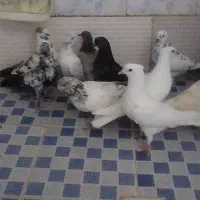 چندعدد کفتر غریب گیری