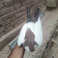 خالدم|پرنده|نهبندان, |دیوار
