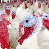 بوقلمون گوشتی پرورش طبیعی ارگانیک