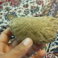 فسیل سنگی