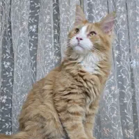 گربه مین کون اصیل