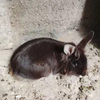 بچه خرگوش