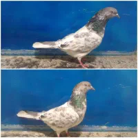 کفتر فروشی (کبوتر)
