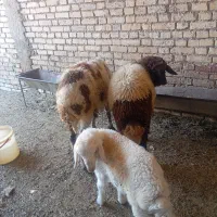 علاونه فای
