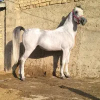 اسب|اسب و تجهیزات اسب‌سواری|شیراز, صاحب الزمان|دیوار