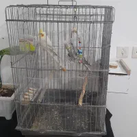 عروس هلندی نرو ماده با قفس ۴میلیون