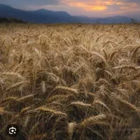 فروش زمین کشاورزی