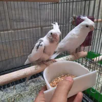 عروس هلندی مولد