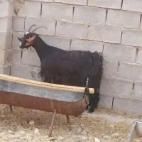 بز داشتی