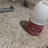 سرخ نر