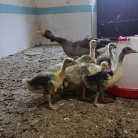 فروش غاز ماده با جوجه