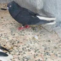 اشعل