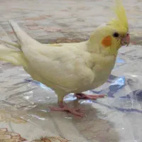 عروس هلندی گم