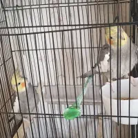 طوطی عروس هلندی نر شش ماهه