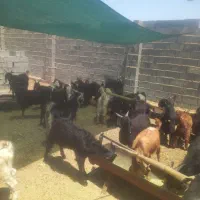 کهره|حیوانات مزرعه|جهرم, |دیوار