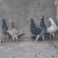 سرور پلاکی