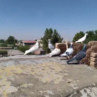 کبوتر