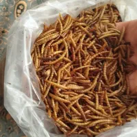 میلورم پروتئینی کاملا بهداشتی