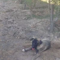 سگ نر پژدر
