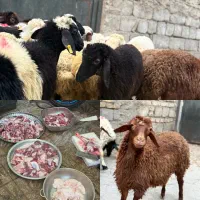 عرضه گوسفند زنده نر تهران