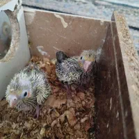 جوجه عروس هلندی سرلاکی دستی