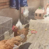 مرغ و خروس