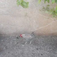 مرغ وخروس محلی اصل در خیرابادخرامه