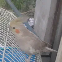 جوجه عروس ۸ ماهه ماده