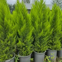 گل فوتونیا و لاوسون