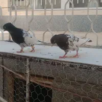 کبوترکله