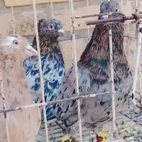 کوهی دمسفید