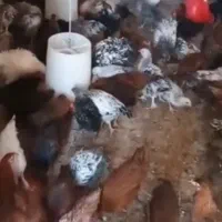 جوجه مرغ