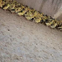 چوجه اردک صغیر 10 تا 15 روزه،  گلپایگانی نیمچه