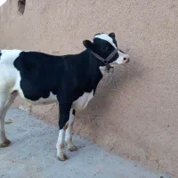 گاو