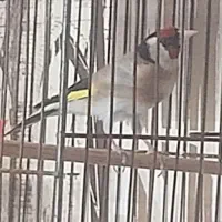 سهره نر مست مسابقه ای