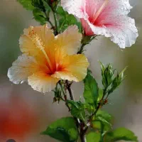 سیم کارت ۰۹۱۲ با کد ۷