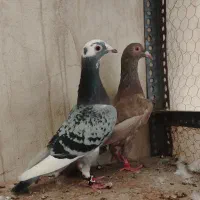 کبوتر قره، سرکه ای ماده
