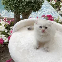گربه اسکاتیش چشم آبی