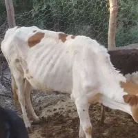 گاو داشتی جوان با گوساله