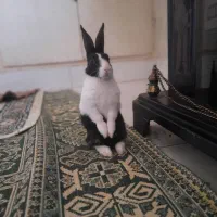 خرگوش