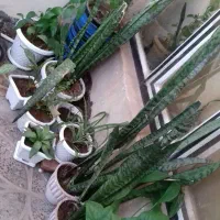 گل طبیعی