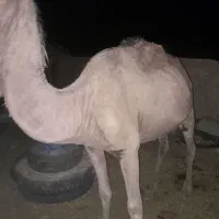 شتر|حیوانات مزرعه|قمرود, |دیوار
