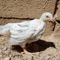 جوجه|حیوانات مزرعه|هشتگرد, خور|دیوار