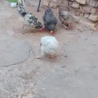 ۴تامرغ ۵جوجه ۱خروس فروشی