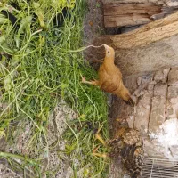 جوجه پاپری حنایی همه1تومن