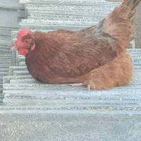 مرغ و خروس